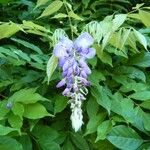 Wisteria sinensis Other