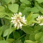 Trifolium nigrescensFlower