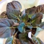 Saintpaulia ionantha Hoja