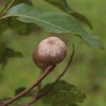 Khaya anthotheca Frukto