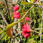 Euonymus atropurpureus Frucht