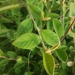 Cotoneaster glaucophyllus Blad