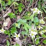 Saxifraga androsacea Cvet