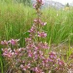 Pedicularis palustris ശീലം