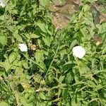 Calystegia silvatica 形態