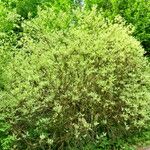 Cornus alba Habitat