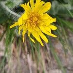 Hieracium villosum Blüte