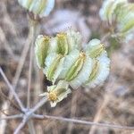 Thapsia garganica Fruit