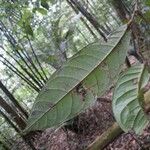 Hirtella silicea Leaf