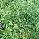 Cyperus hermaphroditus Yaprak