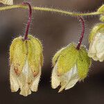 Emmenanthe penduliflora Квітка