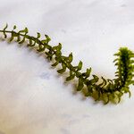 Elodea canadensis List