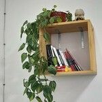 Philodendron cordatum Yaprak