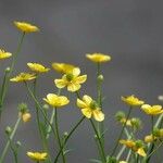 Ranunculus flammula പുഷ്പം