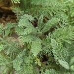 Achillea crithmifolia Folha