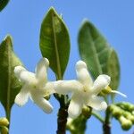 Tabernaemontana persicariifolia Flower