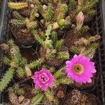 Echinocereus pentalophus পাতা