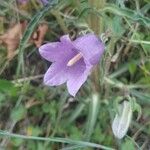 Campanula speciosa Flower