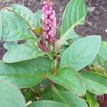 Phytolacca octandra 花