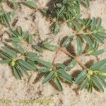 Euphorbia polygonifolia অন্যান্য