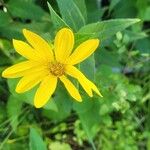 Helianthus divaricatusফুল