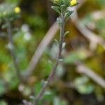 Alyssum simplex Virág