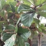 Ficus lyrata 葉