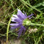 Aster alpinus Kwiat