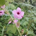 Pavonia urens Flor