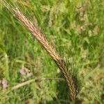 Hordeum secalinum Vili