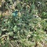 Salvia taraxacifolia Habit