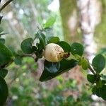 Psychotria bourailensis Frucht