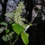 Salix capreaFlor