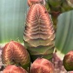 Welwitschia mirabilis Kwiat