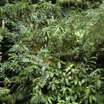 Aphelandra squarrosa Plante entière