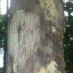 Oenocarpus bataua Bark