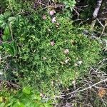 Gypsophila muralis Habit