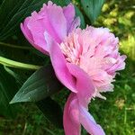 Paeonia officinalis Floare