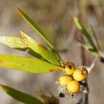 Ernodea littoralis Fruto