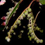Guettarda tournefortiopsis