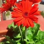 Gerbera jamesoniiЦвят