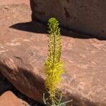 Stanleya pinnata Flower