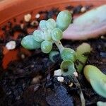 Sedum allantoides Lapas