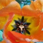 Tulipa agenensis Flower