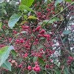 Euonymus latifolius Fruto