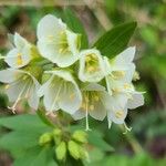 Polemonium carneum Fiore