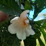 Gustavia augusta Цветок