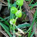 Brimeura amethystina Fruit