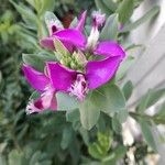 Polygala myrtifoliaFlower