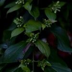 Combretum indicum Flor